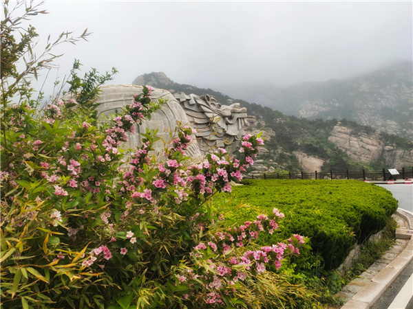 崂山巨峰：锦带花开，绚烂多彩