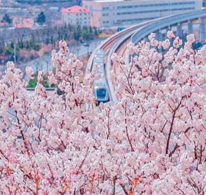 <b>第一波花开啦！2023崂山赏花地图上线</b>