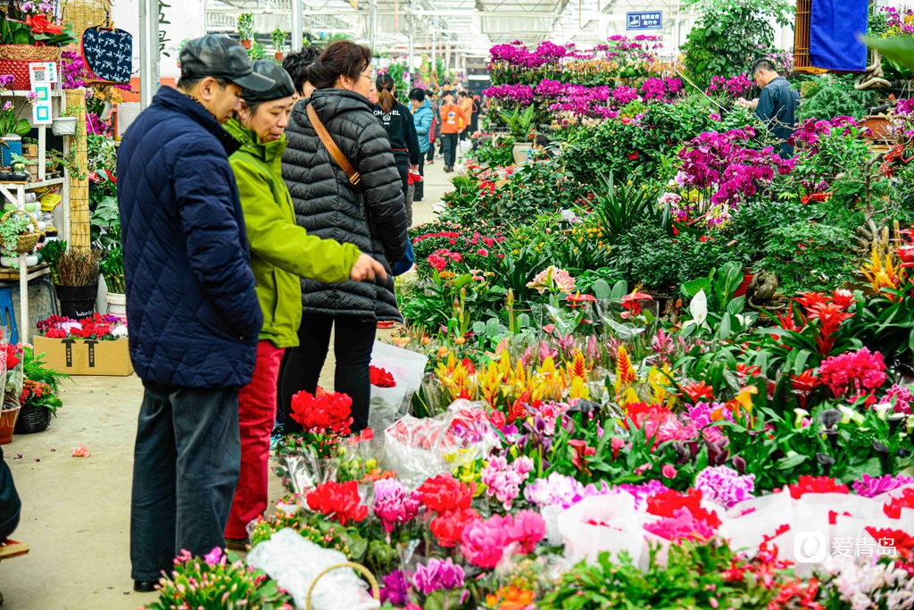 青岛枯桃花卉市场开启春节模式 多彩蝴蝶兰贺新春