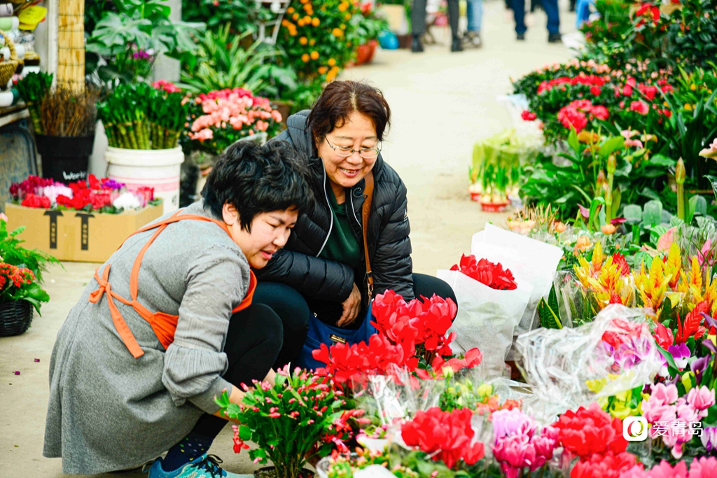青岛枯桃花卉市场开启春节模式 多彩蝴蝶兰贺新春