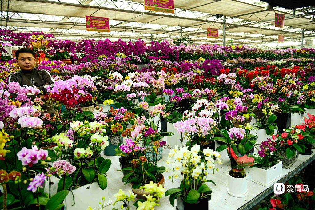 青岛枯桃花卉市场开启春节模式 多彩蝴蝶兰贺新春