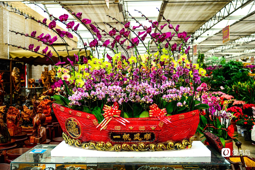 青岛枯桃花卉市场开启春节模式 多彩蝴蝶兰贺新春