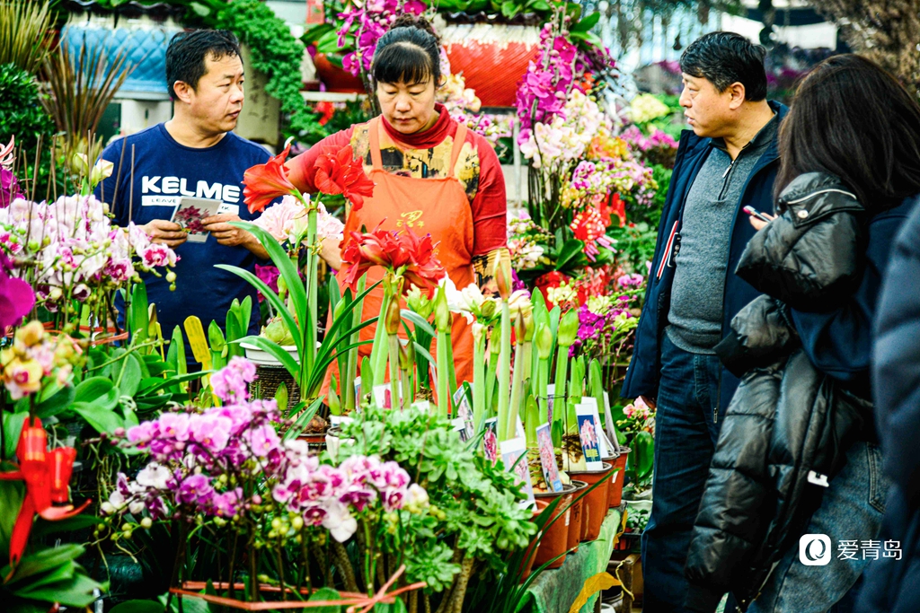 青岛枯桃花卉市场开启春节模式 多彩蝴蝶兰贺新春