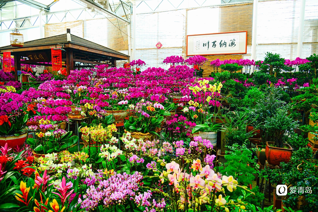 青岛枯桃花卉市场开启春节模式 多彩蝴蝶兰贺新春