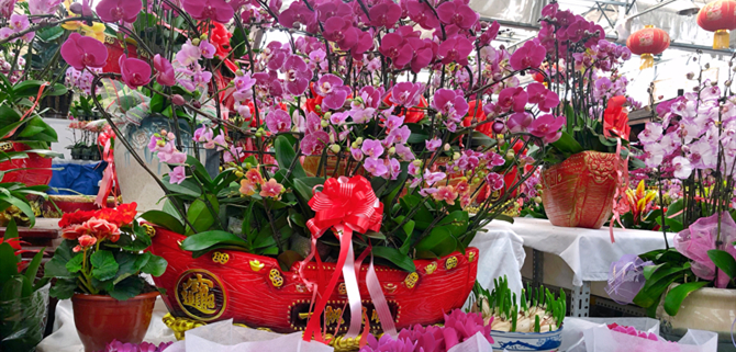 家有枯桃一盆花——百年花乡青岛枯桃花卉交易中心进入“春节模式”