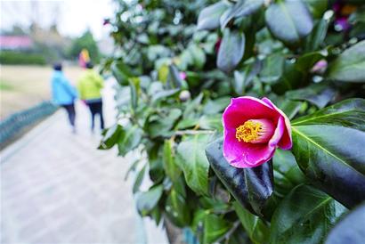 鲜花依次开放市民踏青锻炼 春天的青岛苏醒了