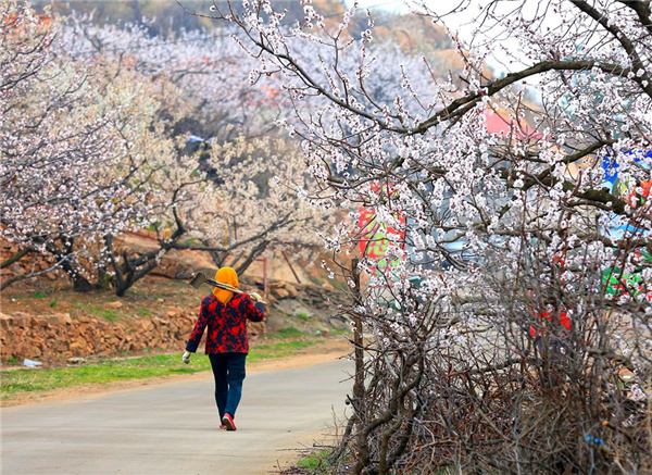 花傲枝头春来到，青岛的花开了！