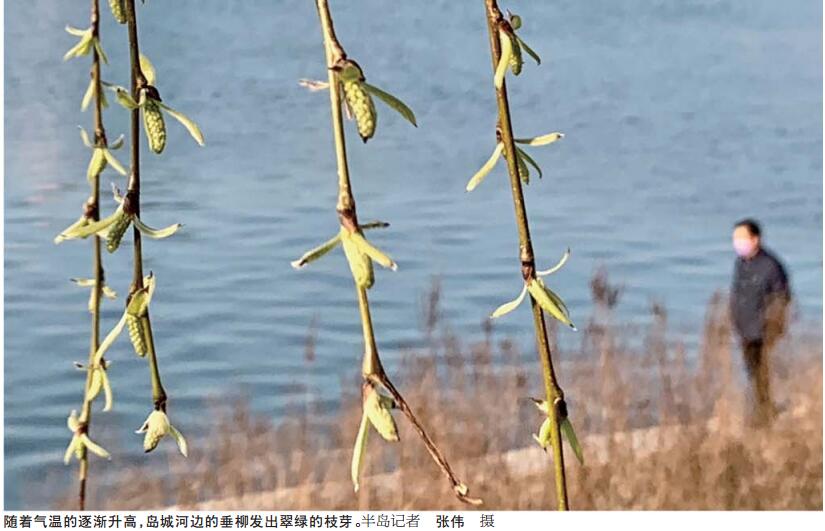 花枝俏春意闹 青岛玉兰花开“赏花地图”来了