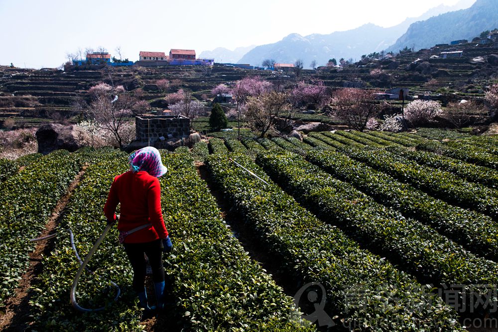 春风吹拂云雾环绕山海品质 崂山茶田风光好