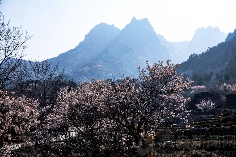 春风吹拂云雾环绕山海品质 崂山茶田风光好