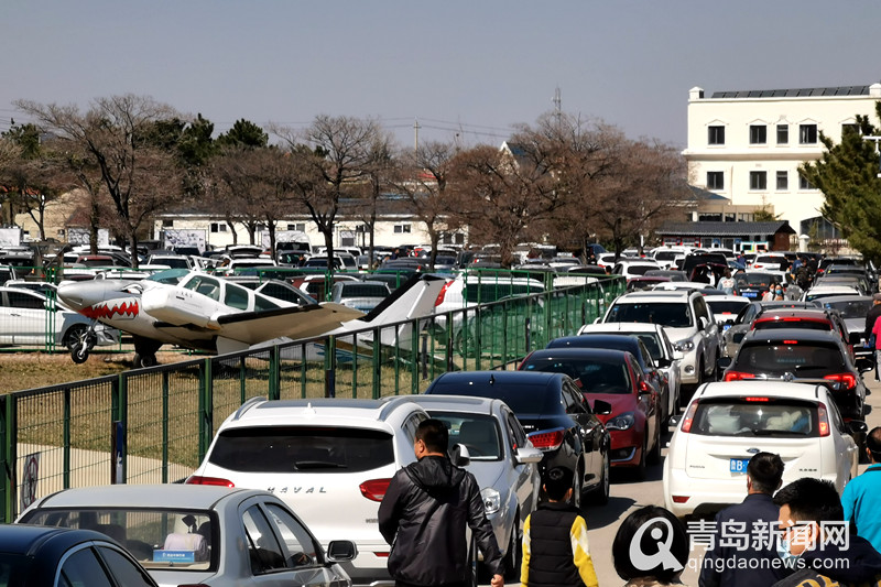 青岛仰口景区开放首个周末 停车场爆满、游客翻护栏赶海