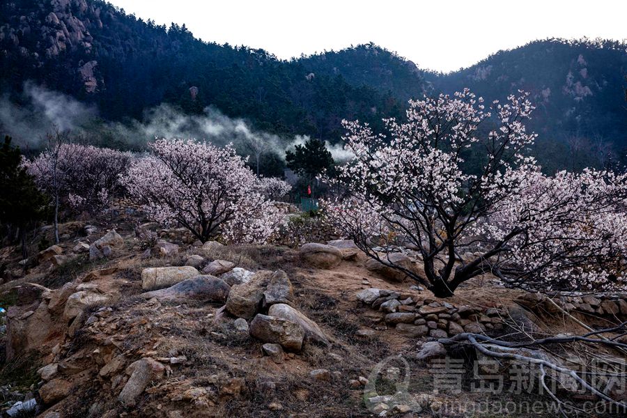 青岛就有桃花源 崂山大河东樱桃花杏花漫山遍野意境美