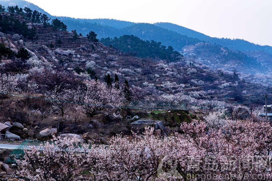 青岛就有桃花源 崂山大河东樱桃花杏花漫山遍野意境美