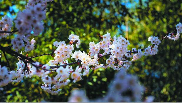 青岛景区密集开放 调查显示：5月预计迎旅游高峰