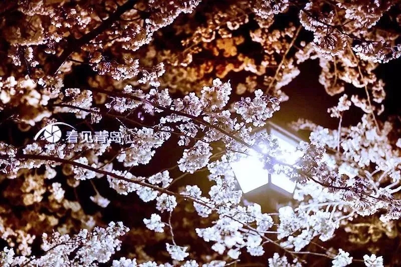 又到樱花季！ ​青岛最全赏花地图+花期预报来了…