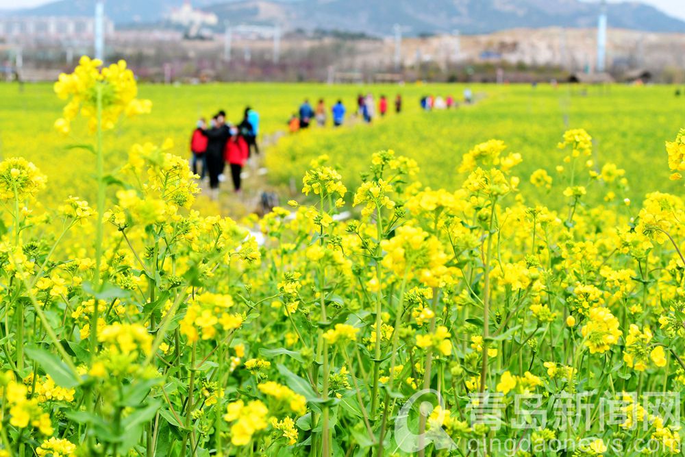 目的地青岛西海岸 徜徉在油菜花的黄色花海之中