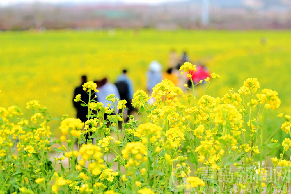 目的地青岛西海岸 徜徉在油菜花的黄色花海之中