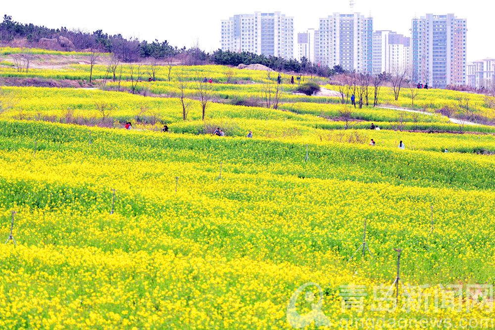 目的地青岛西海岸 徜徉在油菜花的黄色花海之中