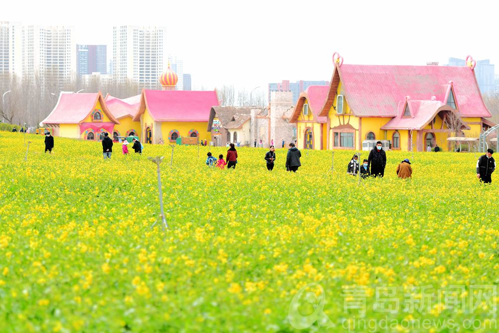 目的地青岛西海岸 徜徉在油菜花的黄色花海之中