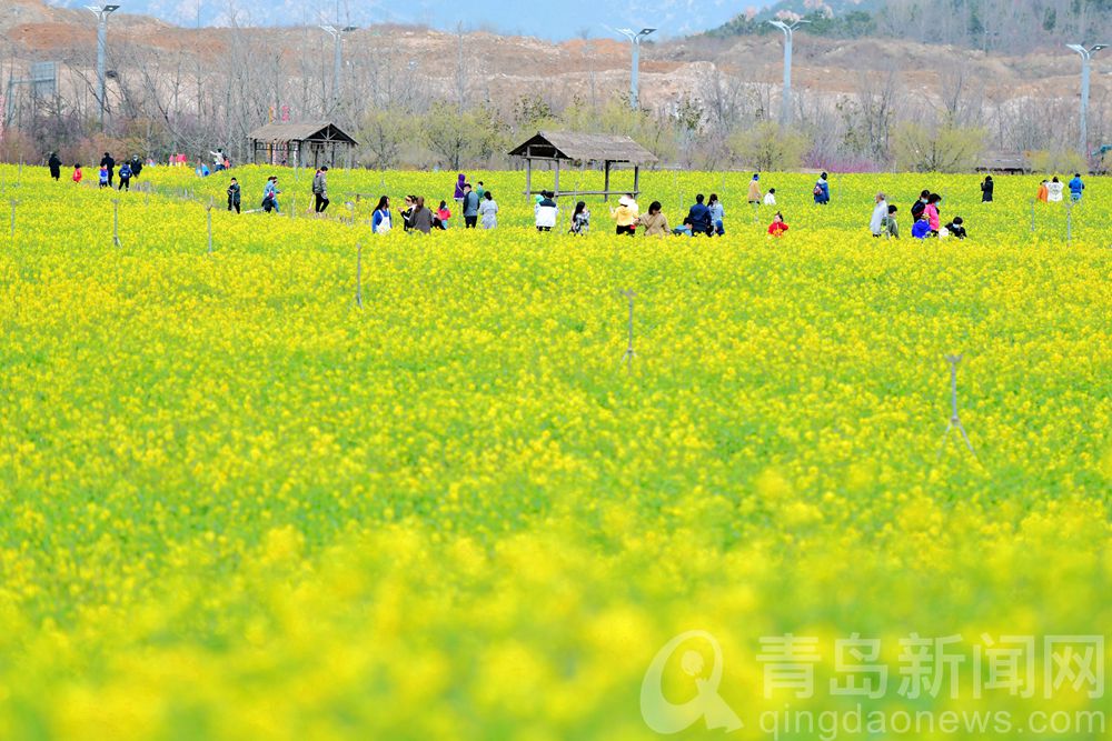 目的地青岛西海岸 徜徉在油菜花的黄色花海之中