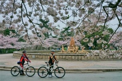 青岛樱花盛开季，海底世界来撒欢！