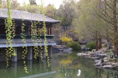 清明，是怎么从节气变成节日的？
