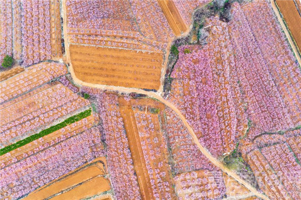 航拍四月的青岛郊外原野 阡陌纵横五彩斑斓
