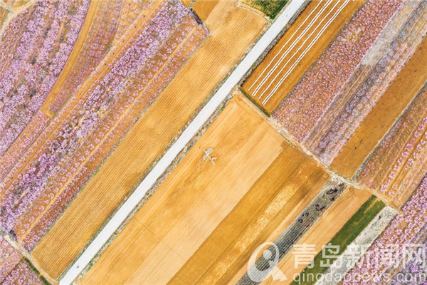 航拍四月的青岛郊外原野 阡陌纵横五彩斑斓
