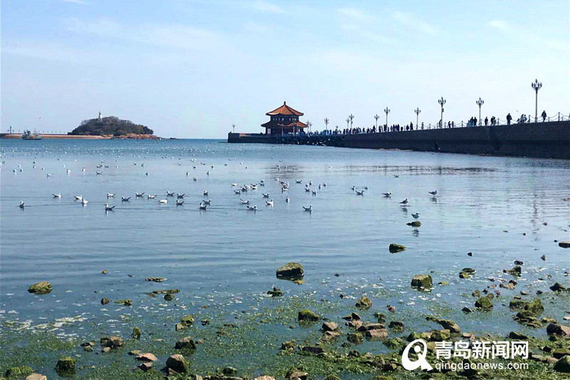 在青岛邂逅大海的精灵 红嘴鸥预留栈桥“过五一”