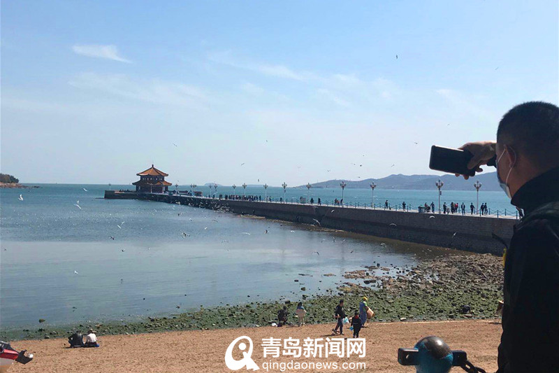 在青岛邂逅大海的精灵 红嘴鸥预留栈桥“过五一”