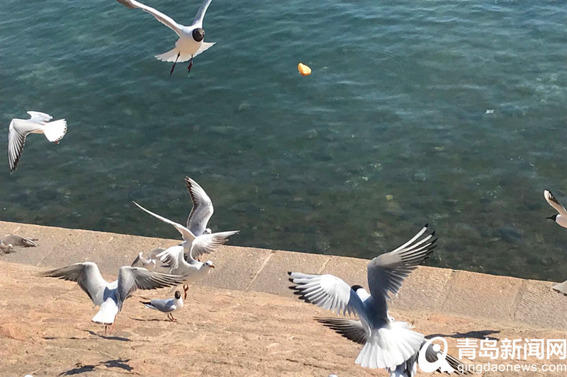 在青岛邂逅大海的精灵 红嘴鸥预留栈桥“过五一”