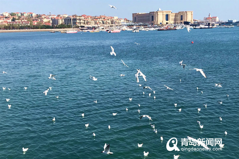 在青岛邂逅大海的精灵 红嘴鸥预留栈桥“过五一”