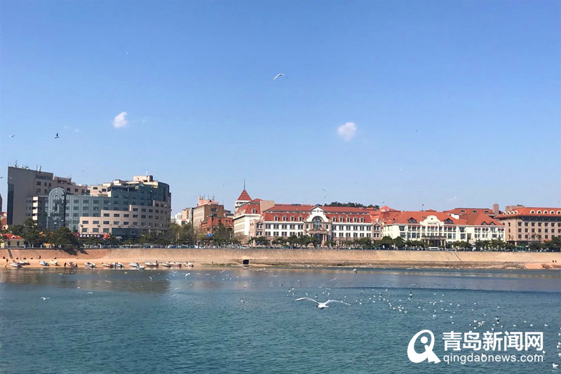 在青岛邂逅大海的精灵 红嘴鸥预留栈桥“过五一”