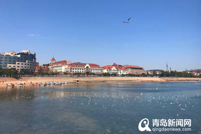 在青岛邂逅大海的精灵 红嘴鸥预留栈桥“过五一”