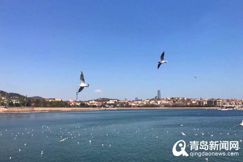 在青岛邂逅大海的精灵 红嘴鸥预留栈桥“过五一”