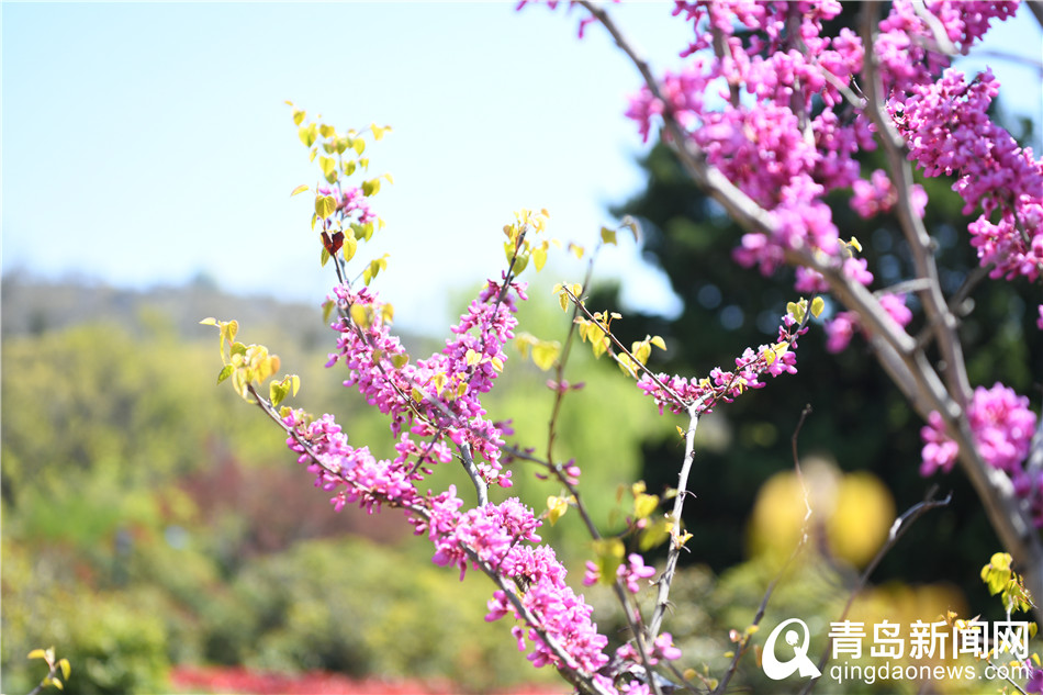 满园春色＂醉＂游人 青岛中山公园百花齐放＂舞＂春姿