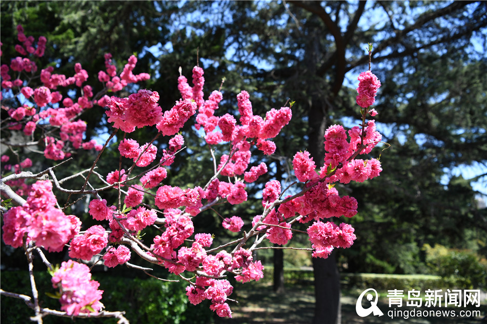 满园春色＂醉＂游人 青岛中山公园百花齐放＂舞＂春姿