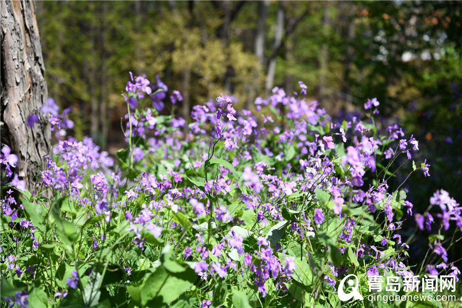 满园春色＂醉＂游人 青岛中山公园百花齐放＂舞＂春姿
