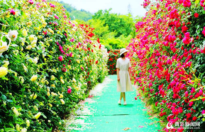 青岛有座用花墙搭的迷宫 邂逅属于你的夏日浪漫