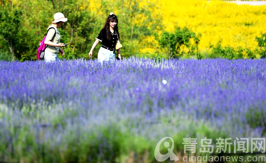 紫色花海高雅清香 西海岸生态观光园薰衣草进入盛花期
