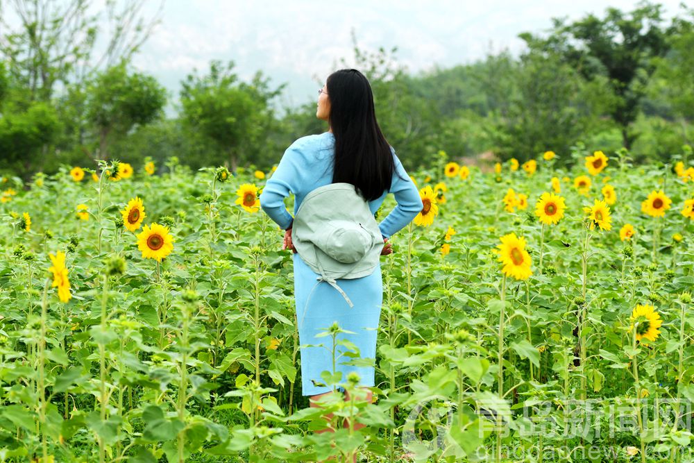 千万朵向日葵花开 青岛花语人间景区令人心旌荡漾
