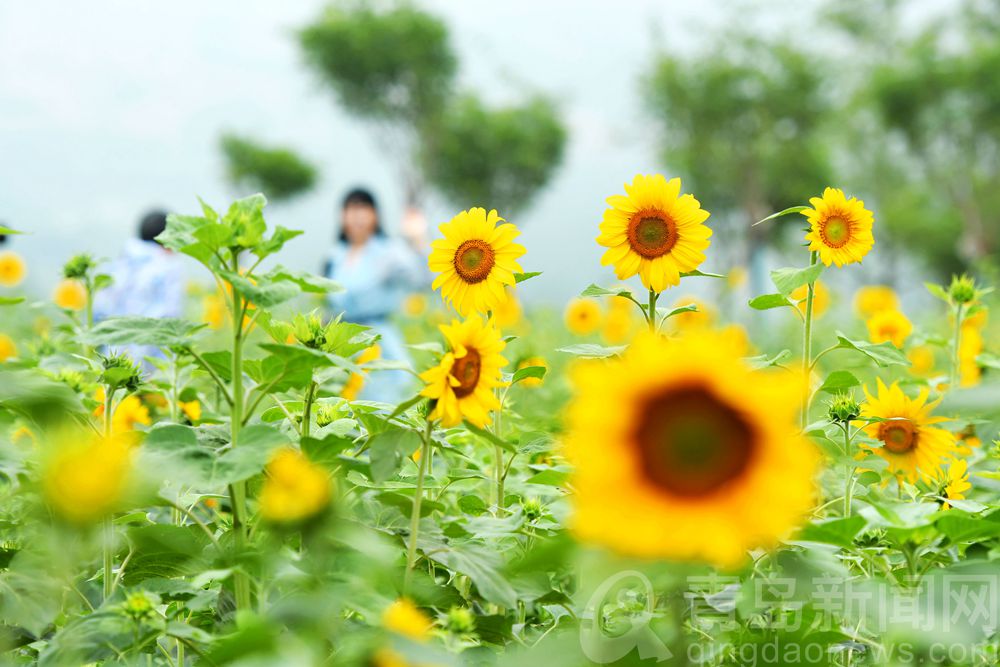 千万朵向日葵花开 青岛花语人间景区令人心旌荡漾