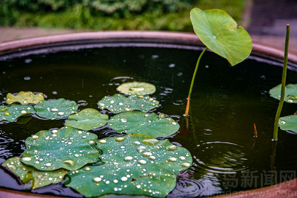 打卡夏日的青岛美术馆 这是一个令人流连忘返的地方