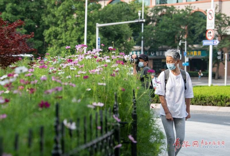 转角遇花海 青岛这个路口藏着一片绝美波斯菊