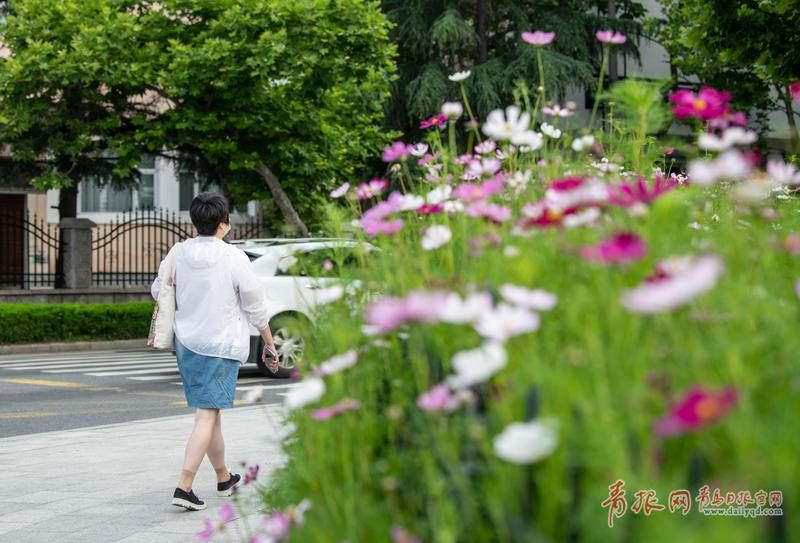 转角遇花海 青岛这个路口藏着一片绝美波斯菊