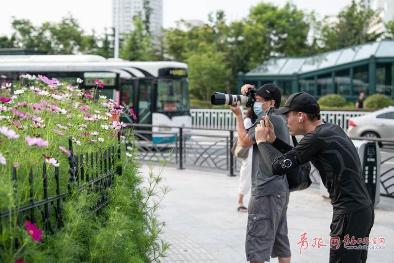 转角遇花海 青岛这个路口藏着一片绝美波斯菊