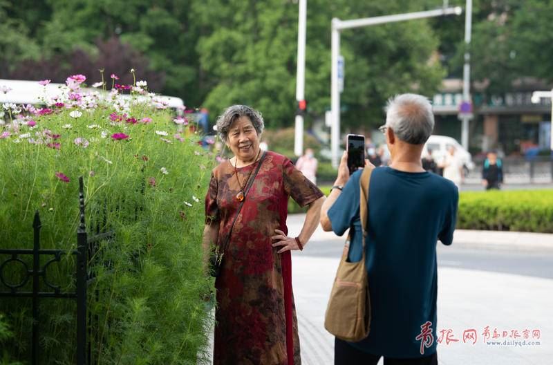 转角遇花海 青岛这个路口藏着一片绝美波斯菊