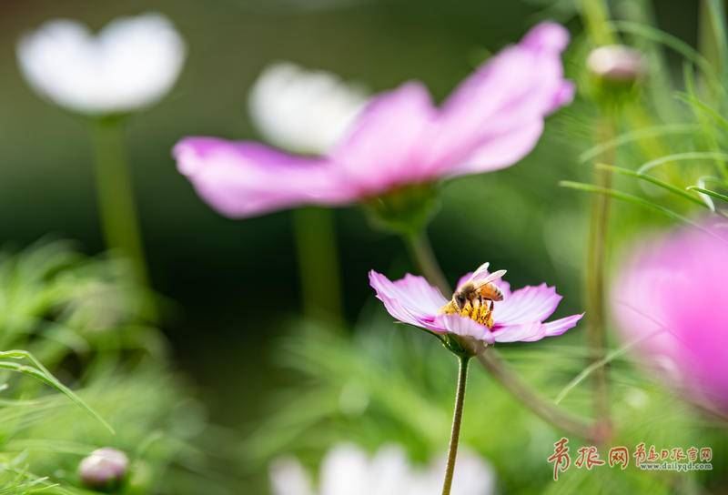 转角遇花海 青岛这个路口藏着一片绝美波斯菊