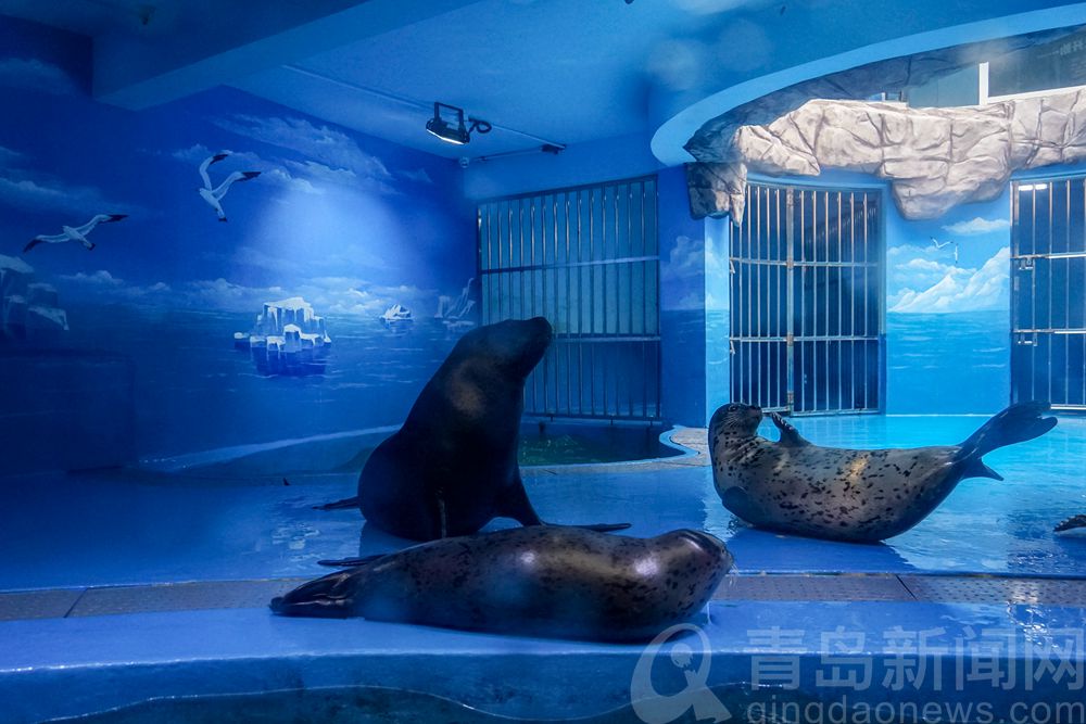 打卡青岛水族馆 认识青岛认识海洋从这里开始吧