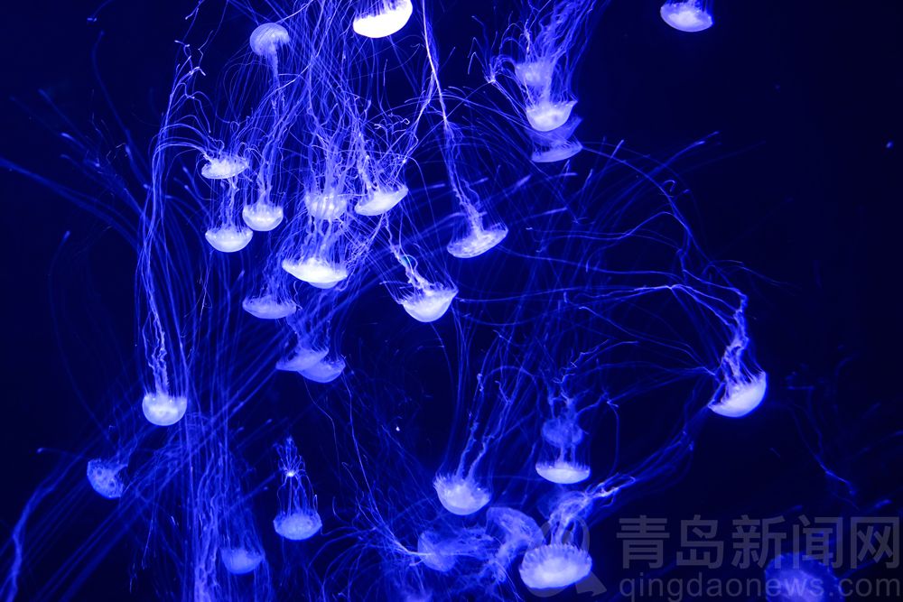 打卡青岛水族馆 认识青岛认识海洋从这里开始吧